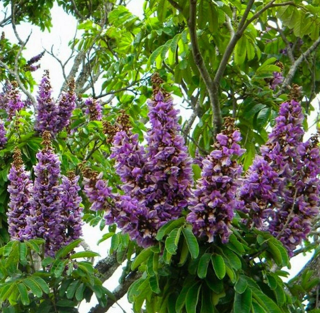 millettia grandis flower seeds
