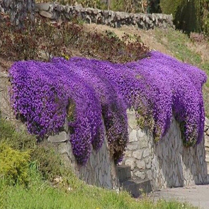 Creeping Flower Seeds Purple – Heirloom Non-GMO High Germination Seeds