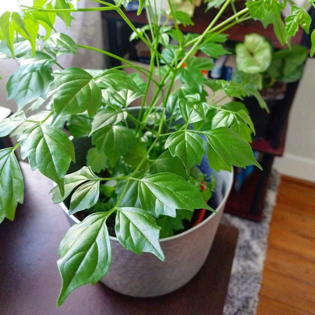 Green Organic herb seeds