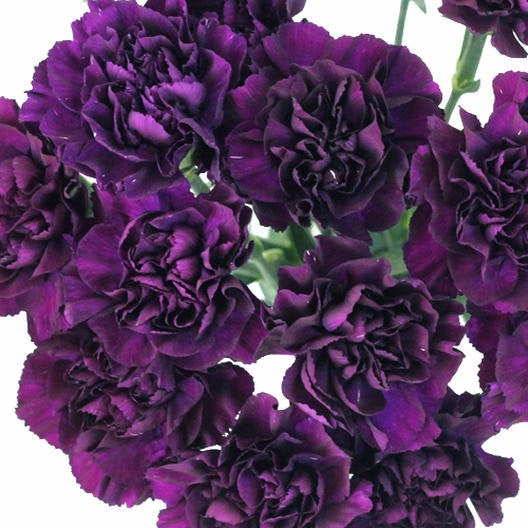 Violet Carnation Flower Seeds – Heirloom, Non-GMO, High Germination Organic Seeds
