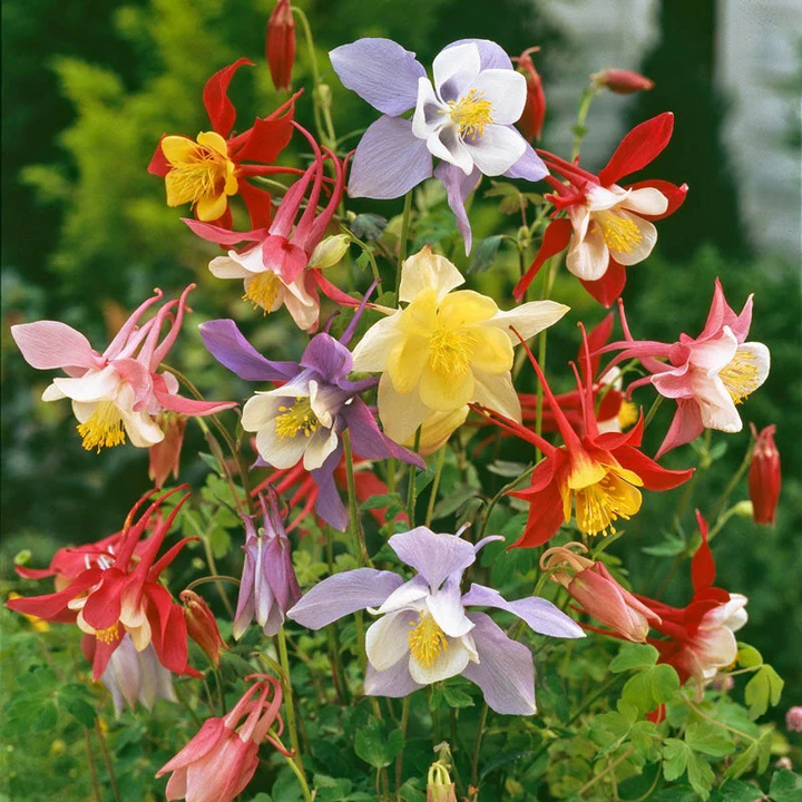 McKana Giant Mix Columbine Seeds for Planting