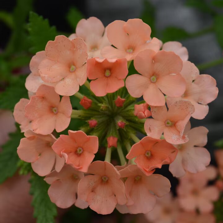 Orange Verbena Flower Seeds – Heirloom, Non-GMO, High Germination Seeds