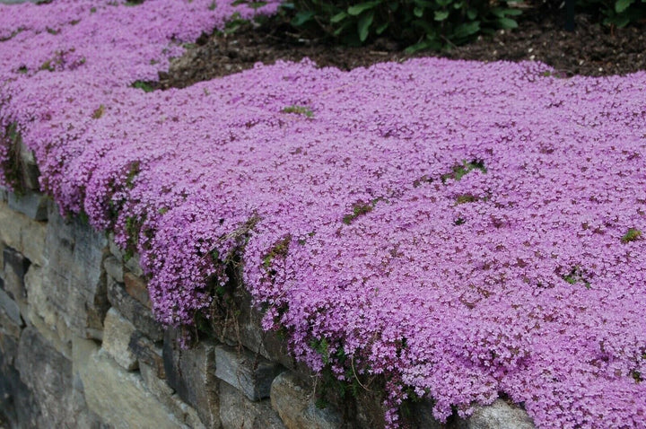 Purple Blooming Thyme Flower Seeds – Heirloom Non-GMO High Germination Seeds