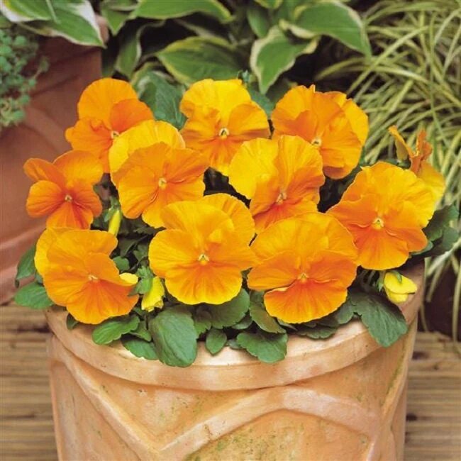 Orange Pansy Flower Seeds – Heirloom, Non-GMO, High Germination Seeds