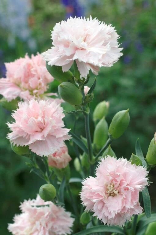 Light Pink Carnation Flower Seeds – Heirloom, Non-GMO, High Germination Seeds