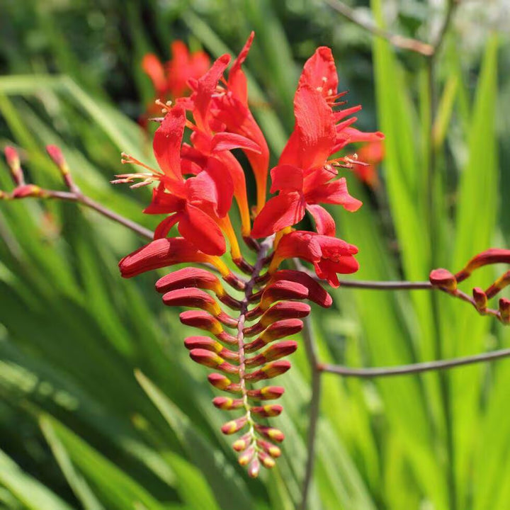 Crocosmia Red Flower Seeds for Planting – Heirloom, Non-GMO, High Germination Organic Garden Seeds
