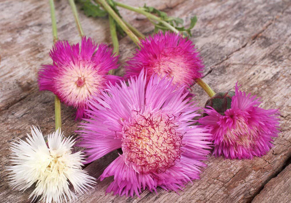 Imperialis Flower Seeds Mixed – Heirloom, Non-GMO, High Germination Seeds for Planting