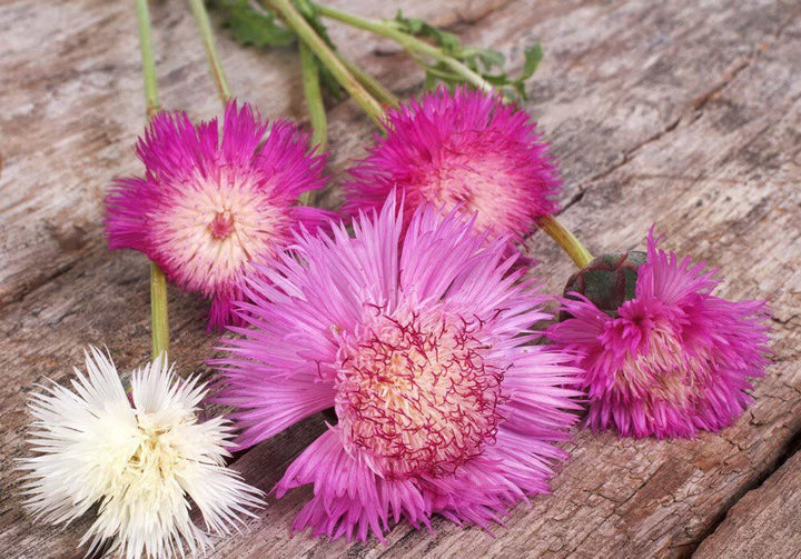 Imperialis Flower Seeds Mixed – Heirloom, Non-GMO, High Germination Seeds for Planting