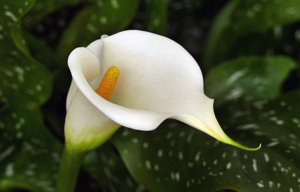Calla Flower Seeds White – Heirloom, Non-GMO, High Germination, Organic Garden Seeds