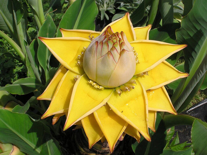 Yellow Musella Flower Seeds – Heirloom, Non-GMO, High Germination Seeds