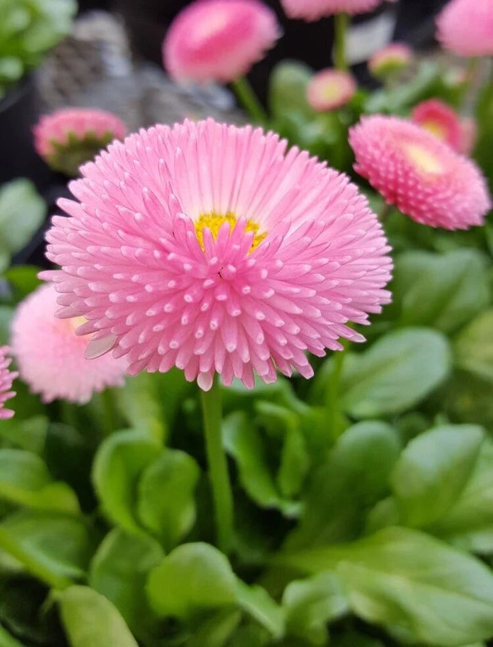 Daisy Flower Seeds Pink – Heirloom, Non-GMO, High Germination Organic Garden Seeds
