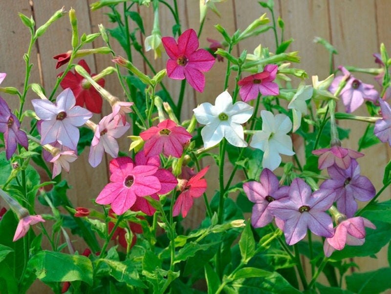 Mixed Jasmine Flower Seeds – Heirloom, Non-GMO, High Germination Seeds
