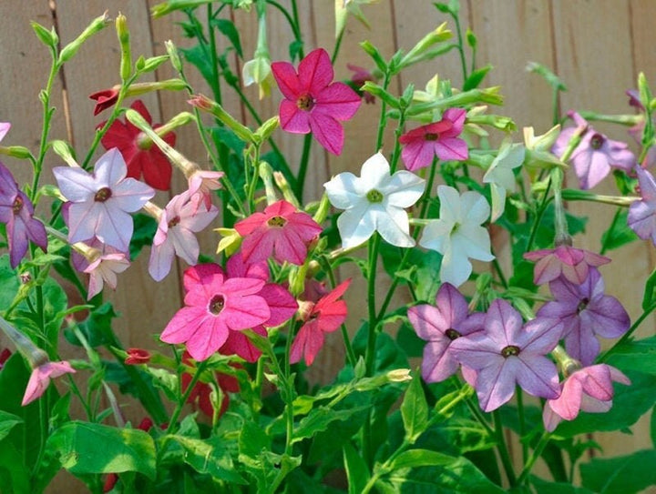 Mixed Jasmine Flower Seeds – Heirloom, Non-GMO, High Germination Seeds