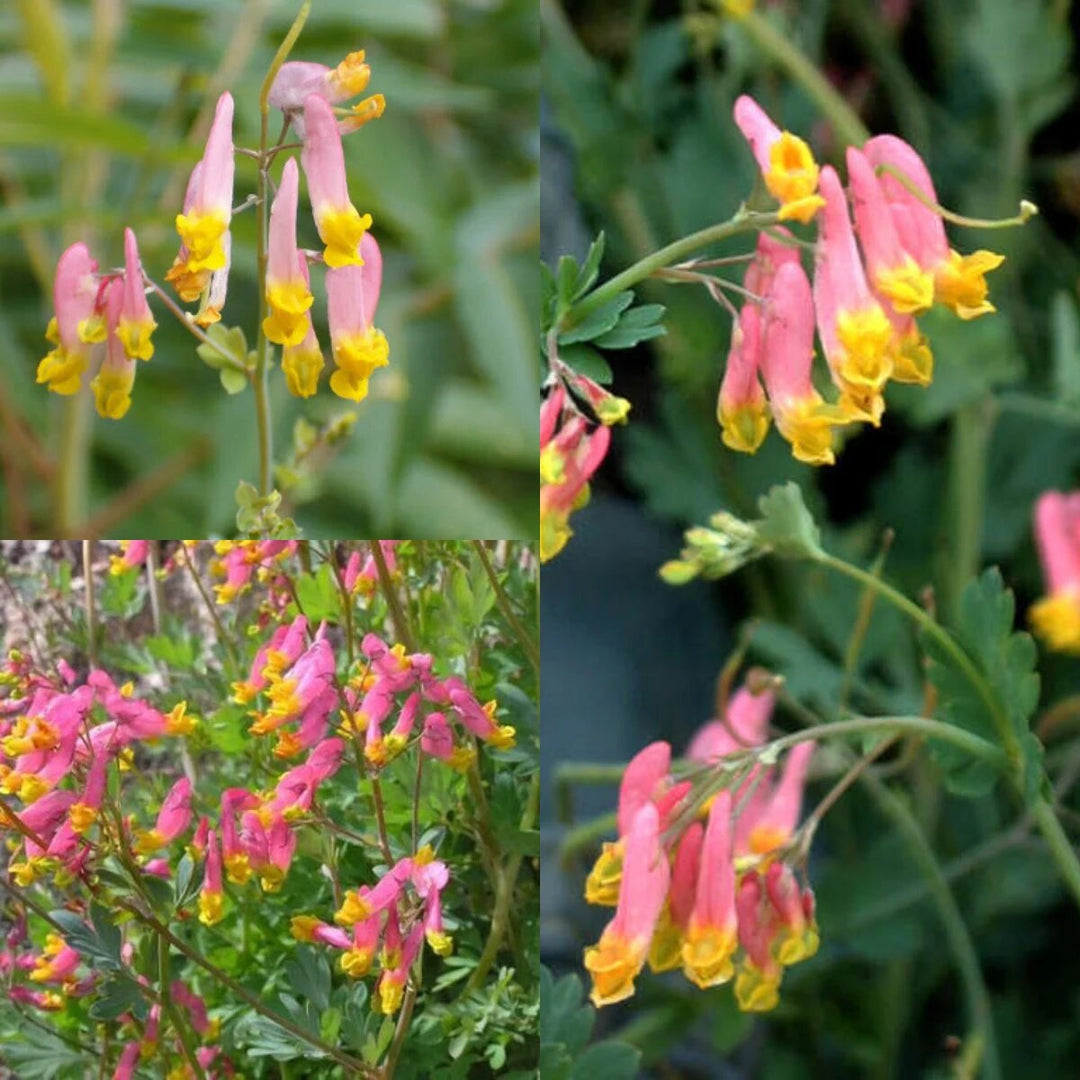 Corydalis Flower Seeds for Planting – Heirloom Non-GMO High Germination Seeds