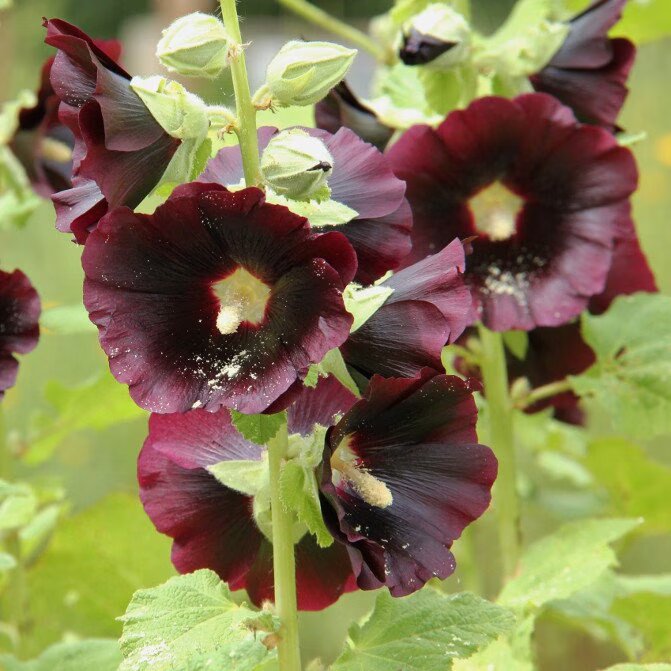 Hollyhock Flower Seeds Brown – Heirloom, Non-GMO, High Germination Seeds