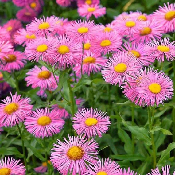 Pink Erigeron Karvinskianus Flower Seeds – Heirloom, Non-GMO, High Germination