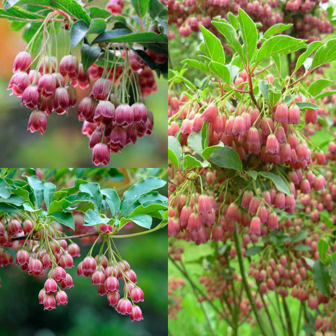 Pink Enkianthus Campanulatus Flower Seeds – Heirloom, Non-GMO, High Germination