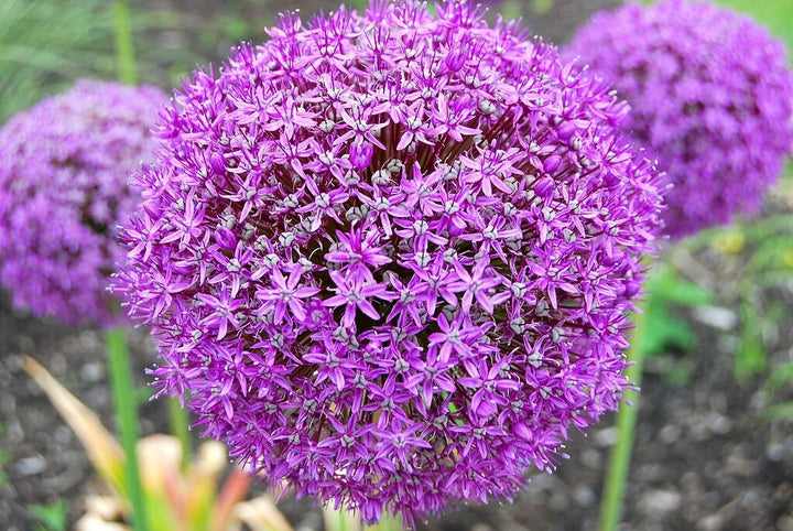 Allium giganteum Flower Seeds – Heirloom Non-GMO High Germination Organic Seeds