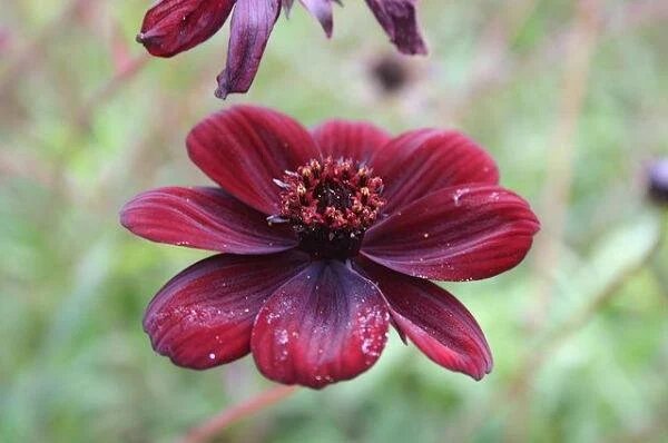Atrosanguineus Flower Seeds for Planting – Heirloom Non-GMO High Germination Seeds