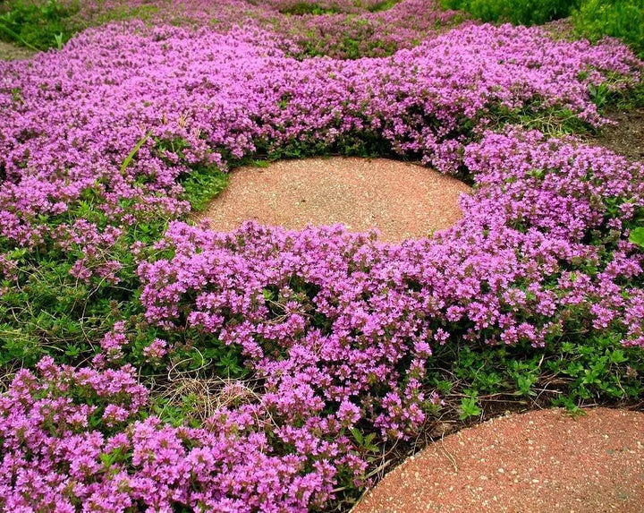 Semillas de flores de tomillo rastrero rosa para plantar – Semillas tradicionales no transgénicas