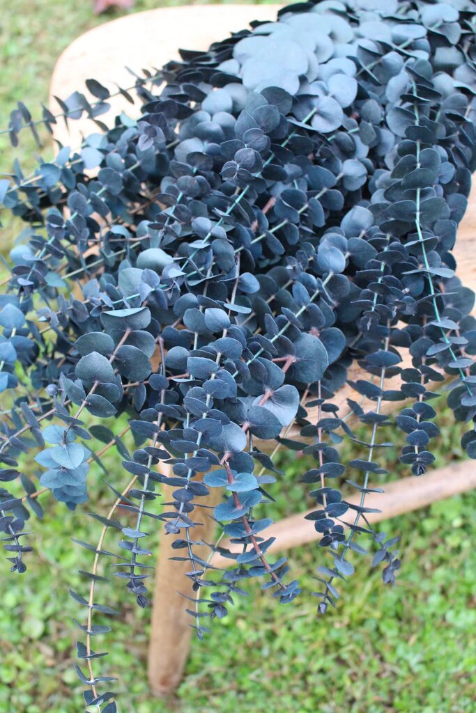 Blue Eucalyptus Seeds – Aesthetic Tree Variety Heirloom &amp; Non-GMO Seeds for Planting