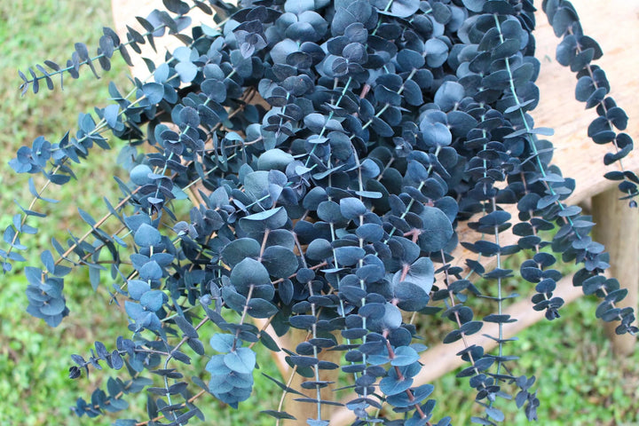 Blue Eucalyptus Seeds – Aesthetic Tree Variety Heirloom &amp; Non-GMO Seeds for Planting