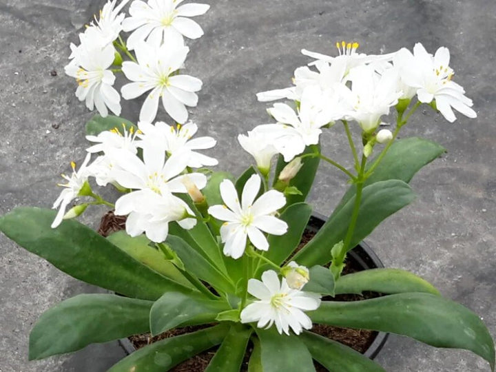 Lewisia Flower Seeds White – Heirloom, Non-GMO, High Germination Seeds