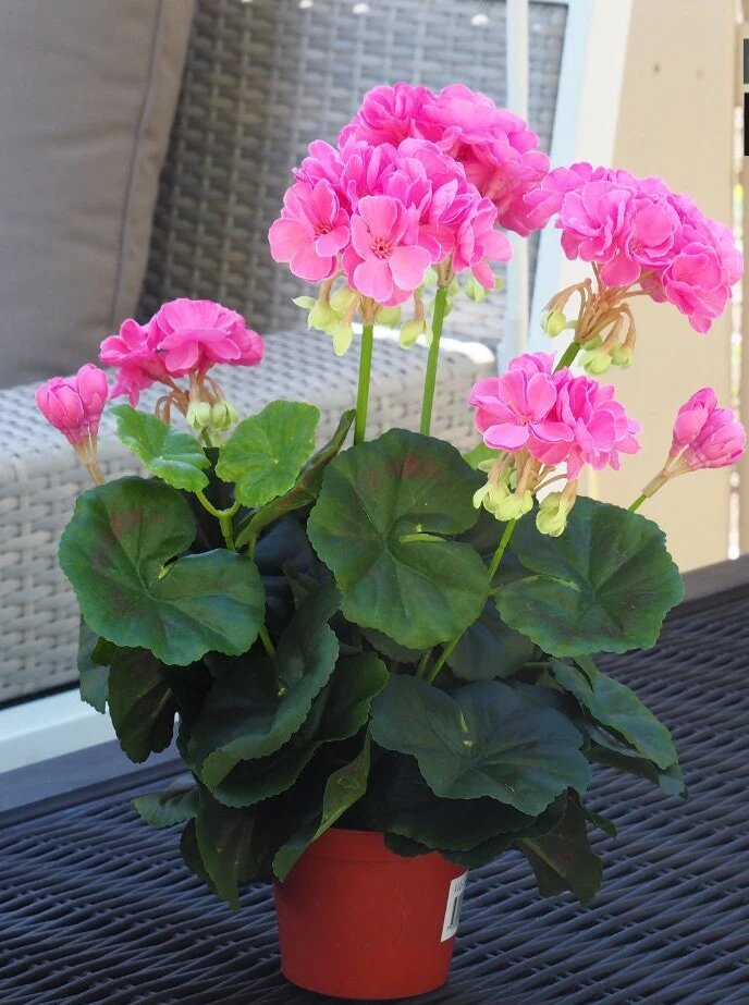 Geranium Flower Seeds Pink – Heirloom, Non-GMO, High Germination Seeds for Planting