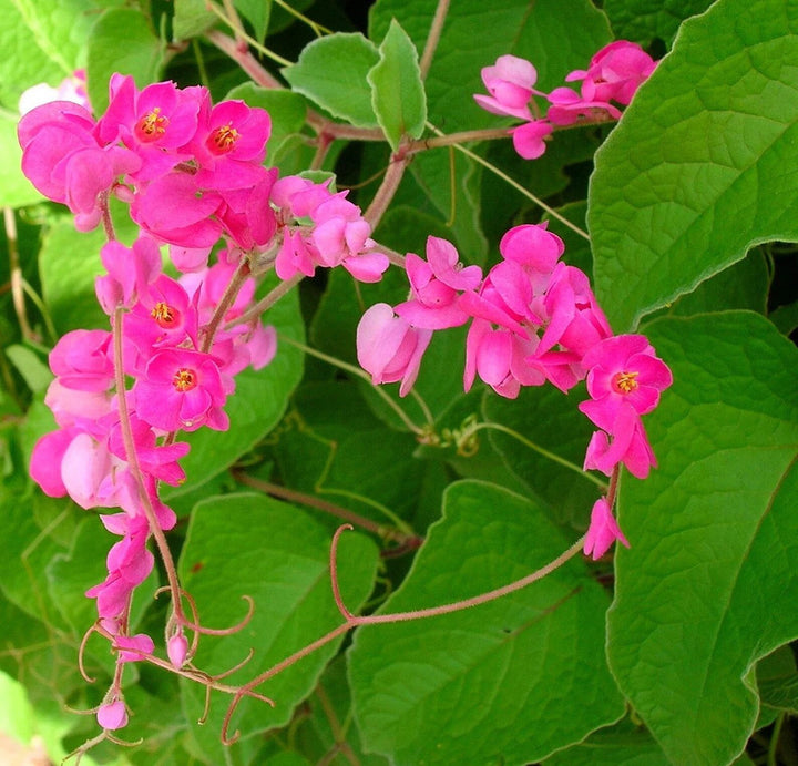 Semillas de flor Leptopus rosado - Heirloom, no modificadas genéticamente, semillas de alta germinación