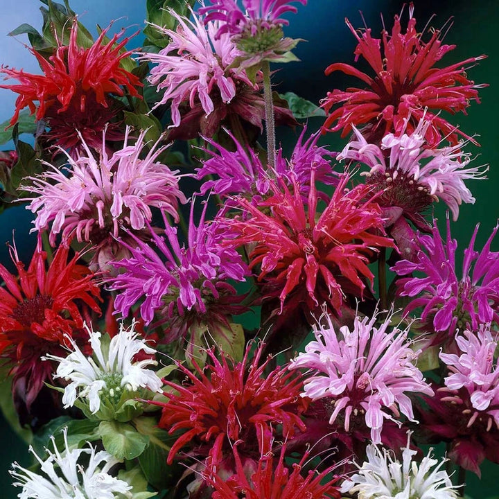 Monarda Didyma Flower Seeds – Heirloom, Non-GMO, High Germination Seeds