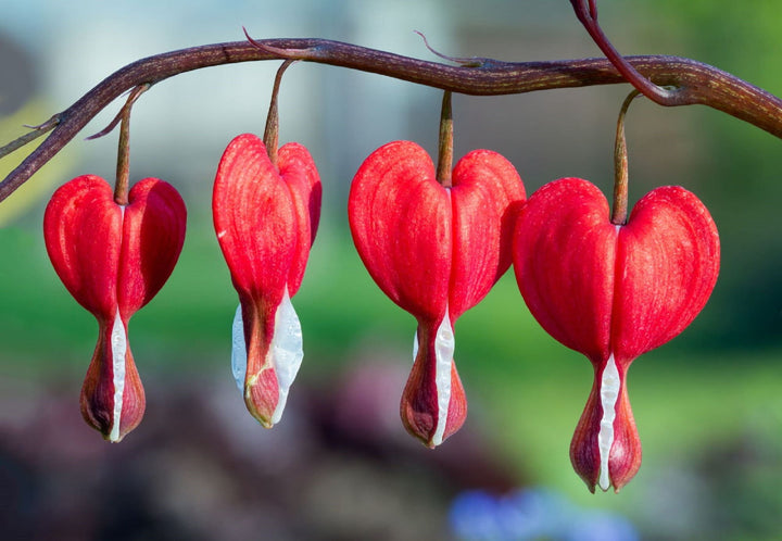 Red Dicentra Spectabilis Flower Seeds – Heirloom Non-GMO High Germination Seeds