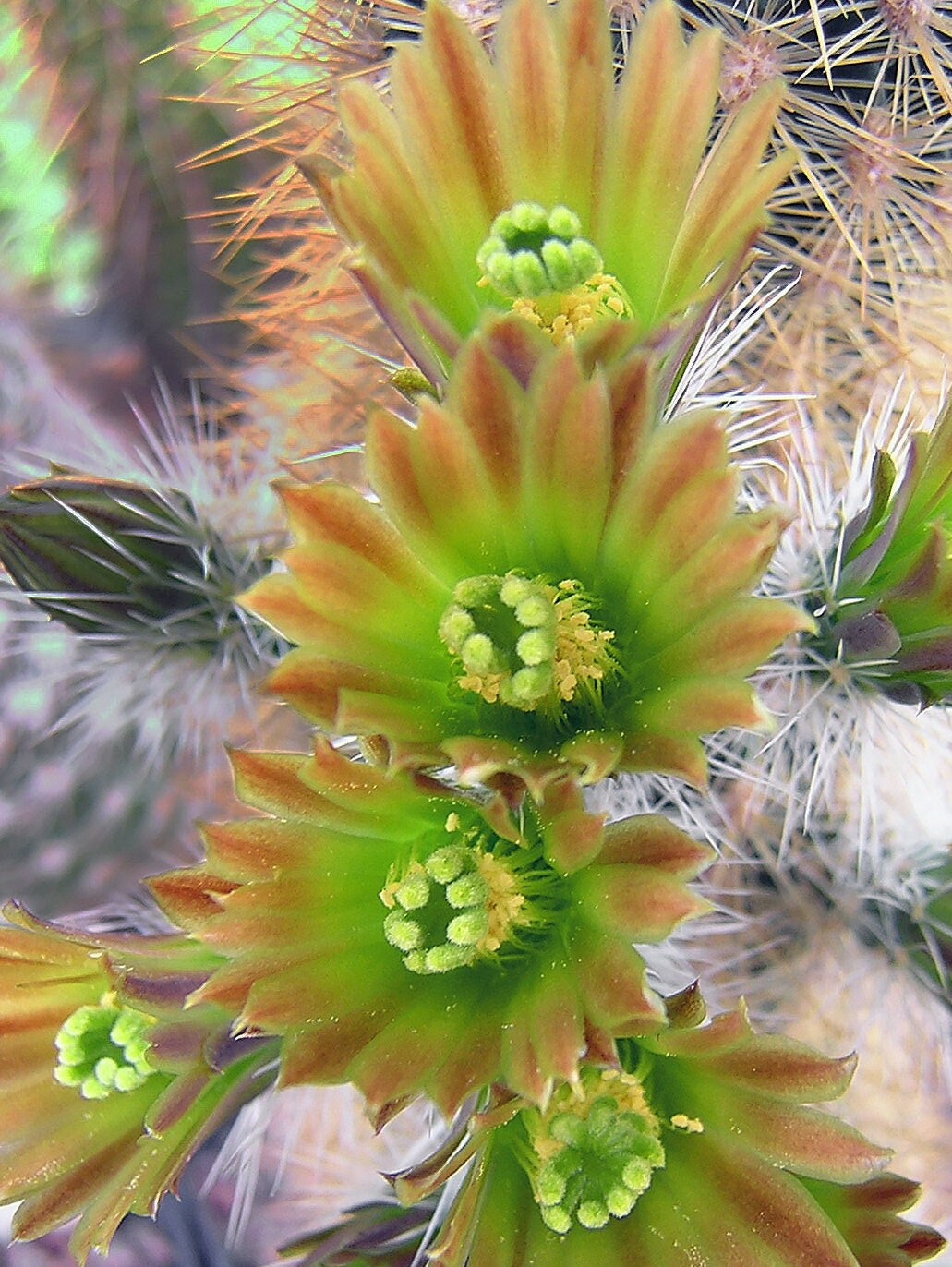 Green Echinocereus herb seeds