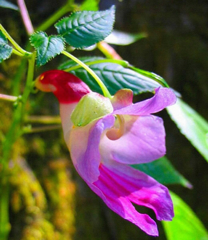 Semillas de flores de orquídea loro – de herencia, no transgénicas, alta germinación, semillas de jardín orgánicas para plantar