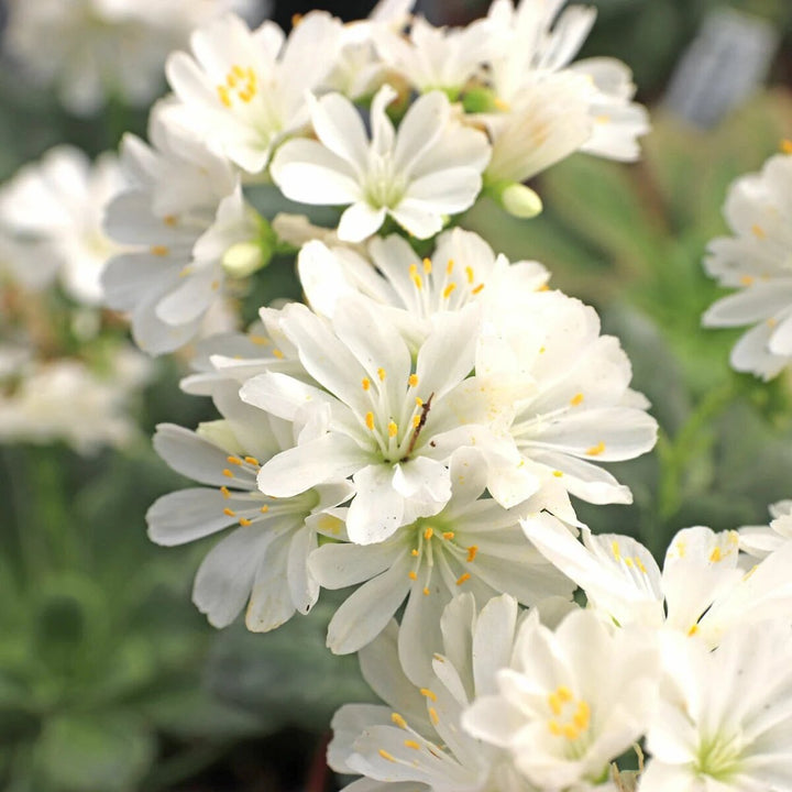 Lewisia Flower Seeds White – Heirloom, Non-GMO, High Germination Seeds