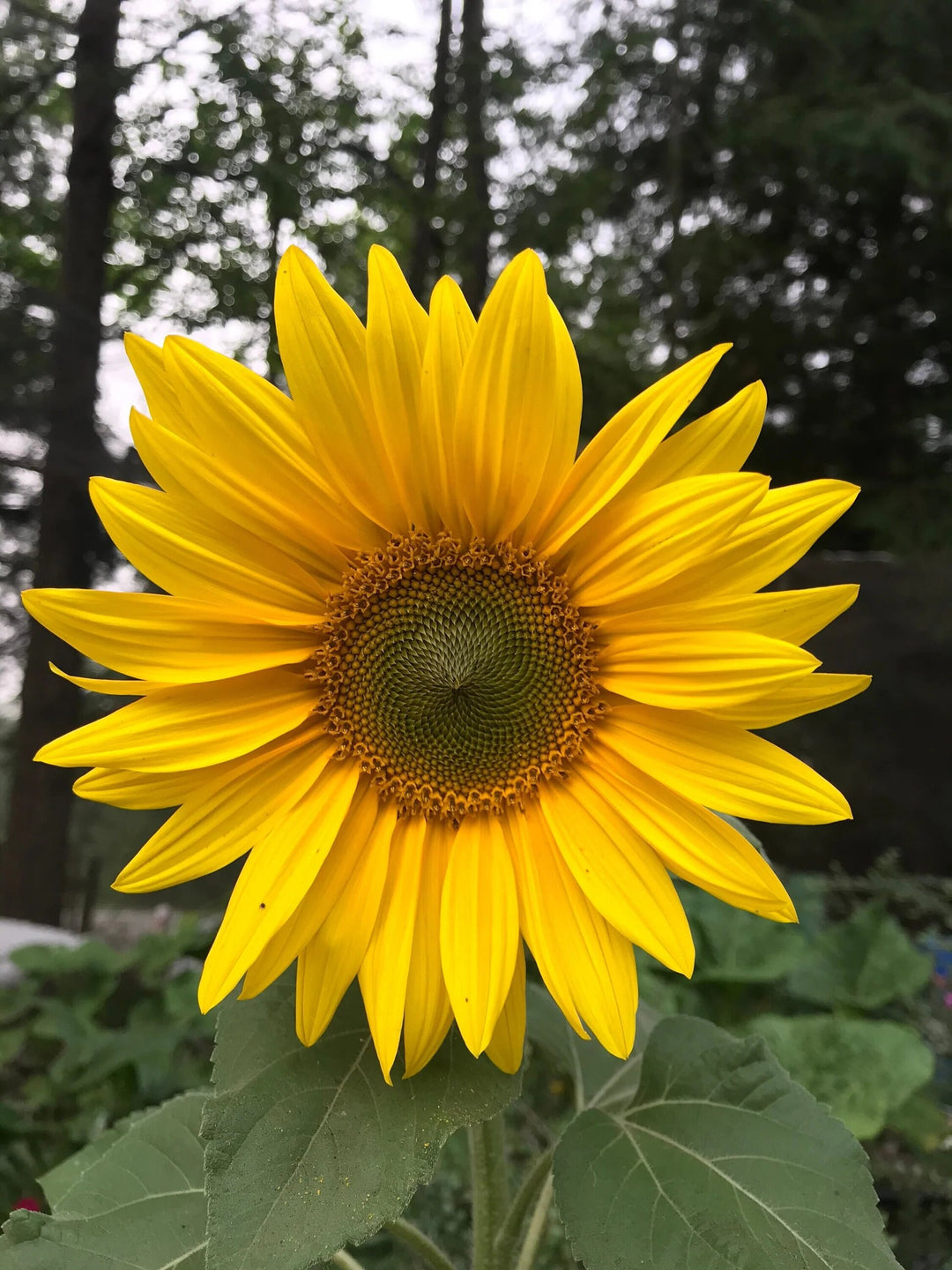 Semillas de flores de girasol amarillas – Semillas reliquia no transgénicas de alta germinación