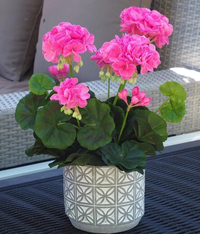 Geranium Flower Seeds Pink – Heirloom, Non-GMO, High Germination Seeds for Planting