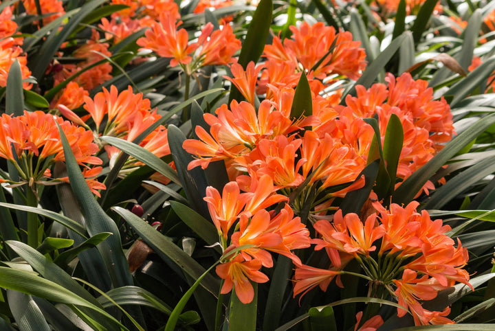 Orange Clivia Flower Seeds for Planting – Heirloom Non-GMO High Germination Seeds