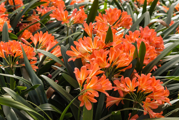 Orange Clivia Flower Seeds – Heirloom, Non-GMO, High Germination Seeds