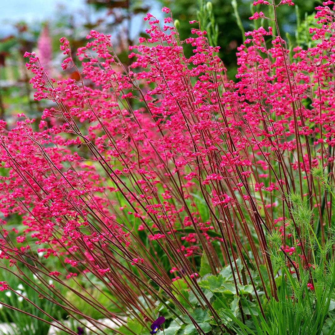 Heuchera Plant herb seeds