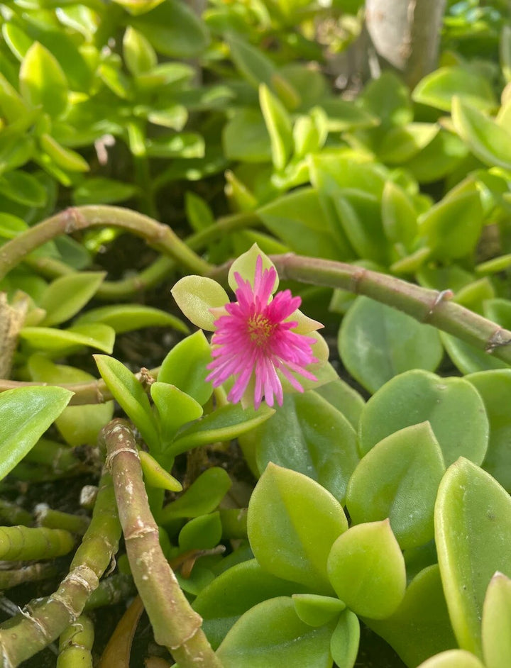 Aptenia Cordifolia Flower Seeds – Heirloom, Non-GMO, High Germination Seeds