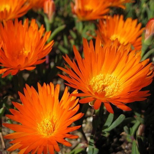 Delosperma Flower Seeds Orange – Heirloom Non-GMO High Germination Seeds