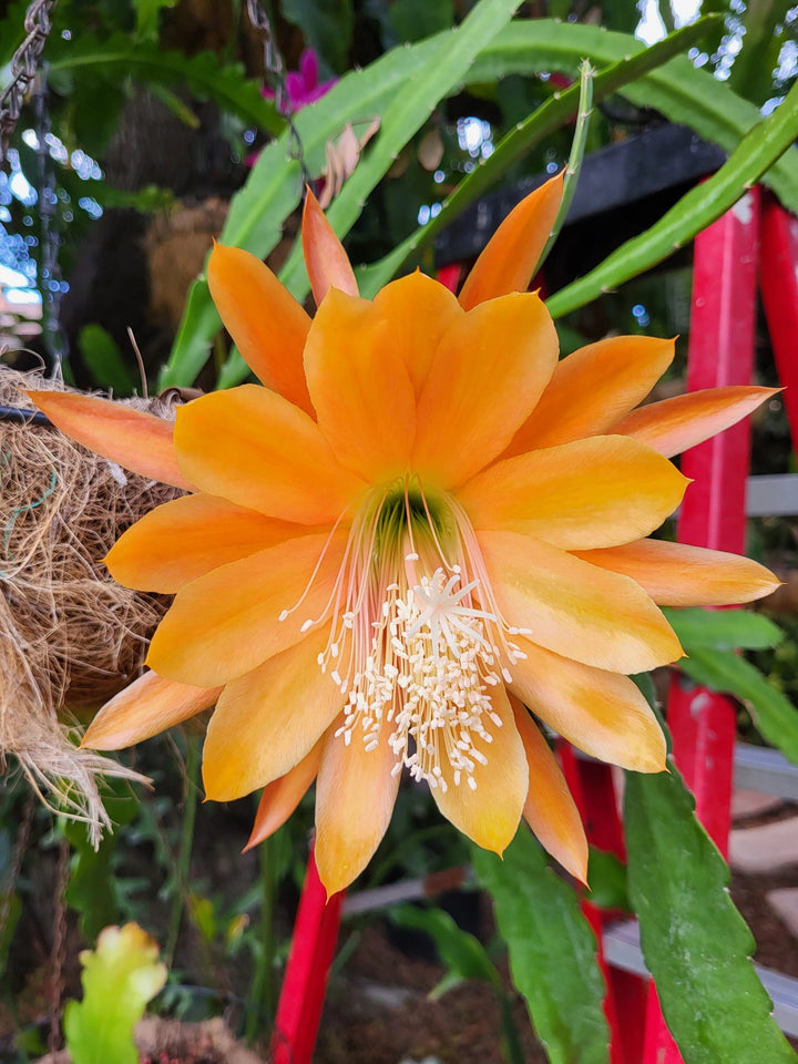 Orange Epiphyllum Oxypetalum Flower Seeds – Heirloom Non-GMO High Germination
