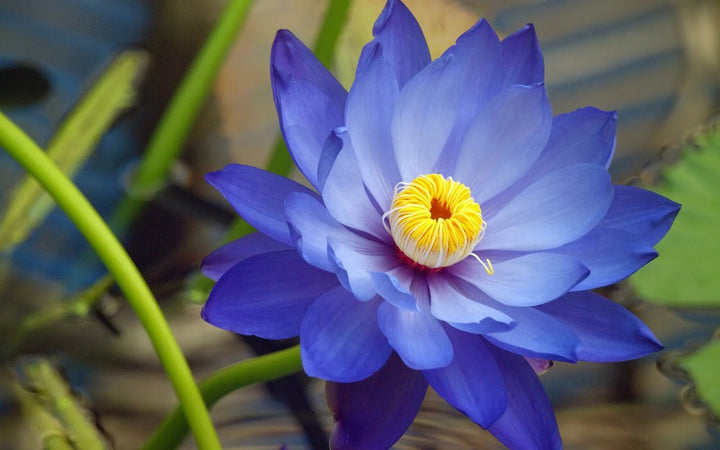 Blue Lotus Seeds (Nymphaea caerulea) – Heirloom, Non-GMO Seeds for Planting