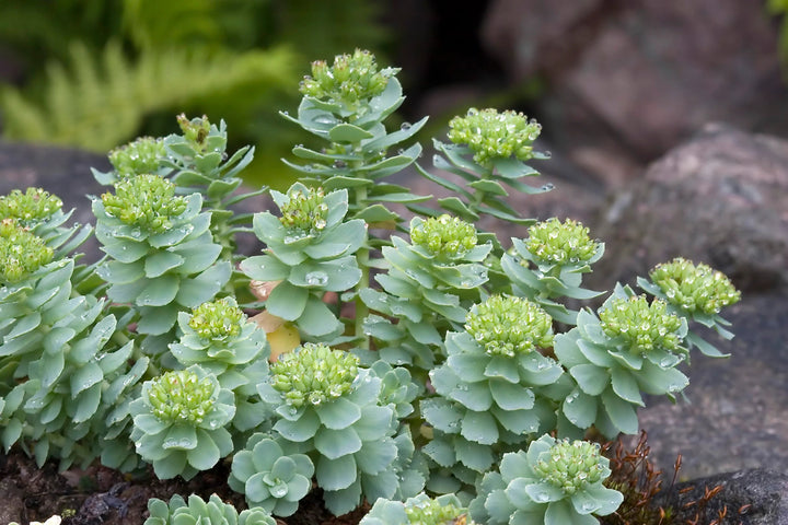 Green Rhodiola Rosea Plant Seeds for Planting – Heirloom, Non-GMO Garden Seeds