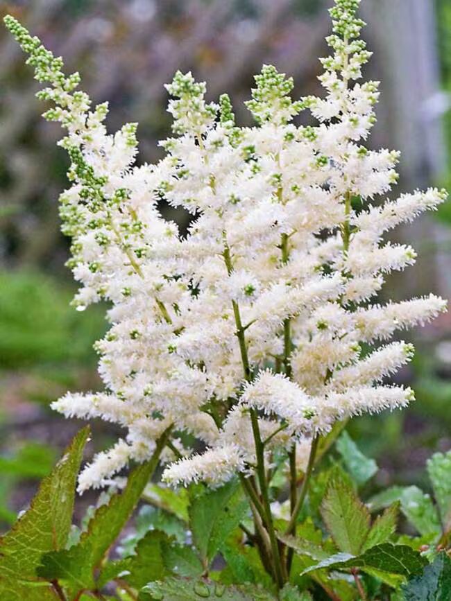 White Astilbe Flower Seeds for Planting – Heirloom Non-GMO High Germination Organic Seeds