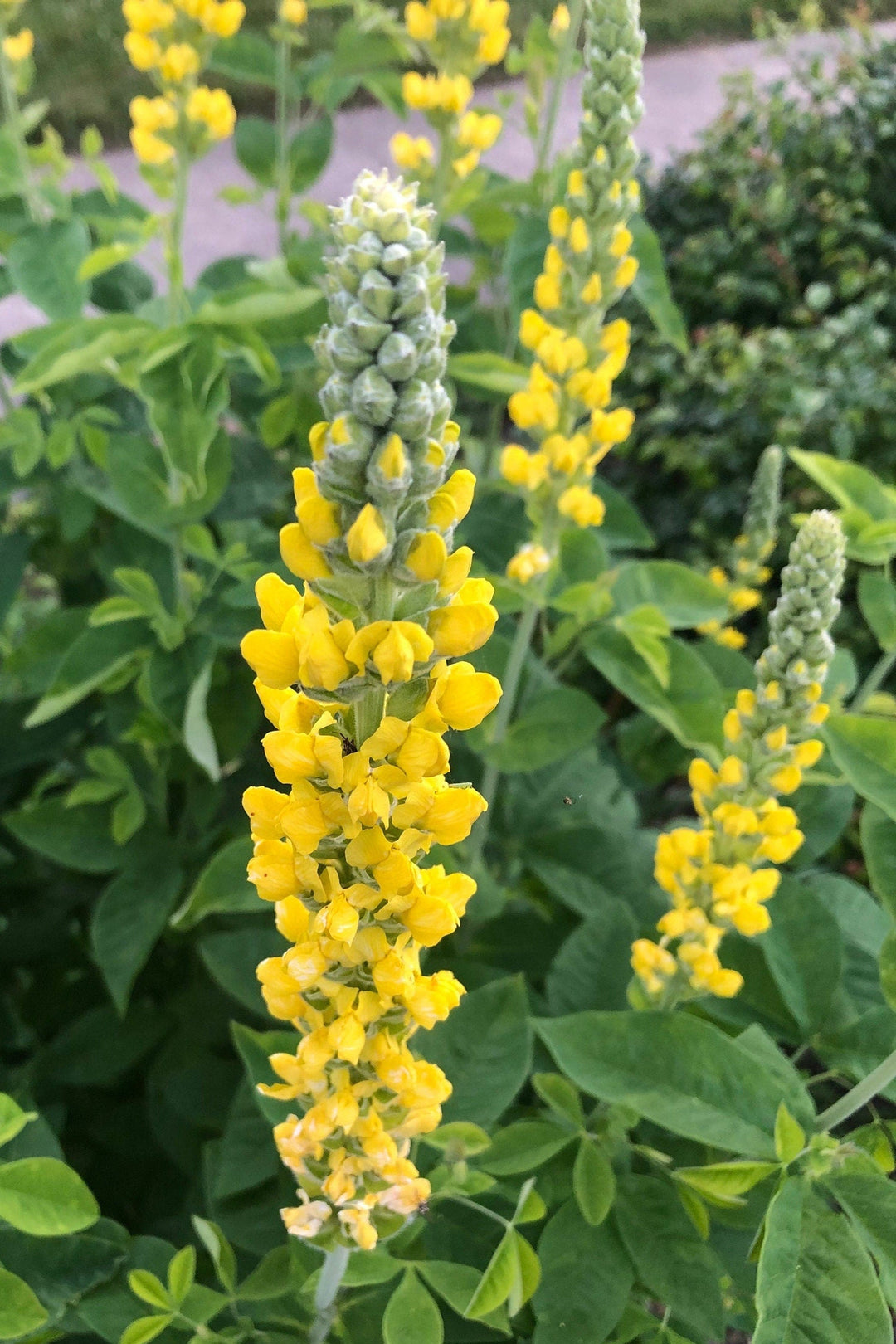 carolina lupine flower seeds