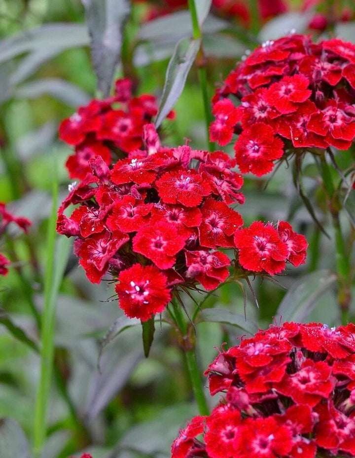 Dianthus Flower Seeds Red for Planting – Heirloom Non-GMO High Germination Seeds