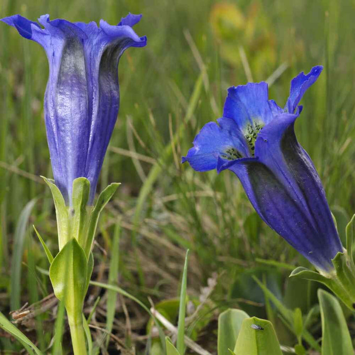 Gentiana Scabra Seeds Heirloom Non-GMO High Germination Seeds for Planting