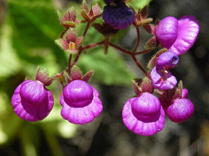 Purple Calceolaria Flower Seeds – Heirloom, Non-GMO, High Germination Organic Garden Seeds for Planting