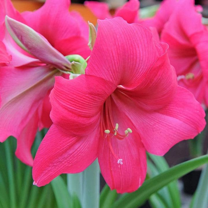Giant Amaryllis Flower Seeds Pink – Heirloom, Non-GMO, High Germination Seeds